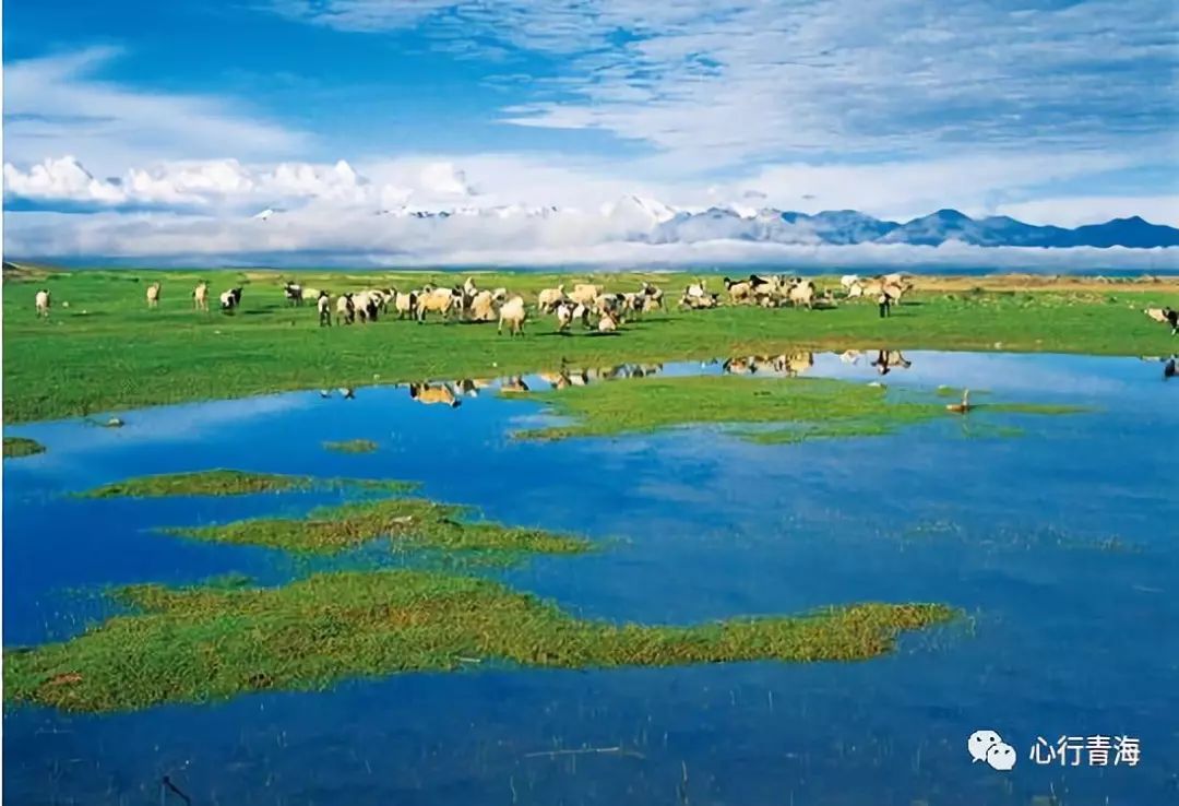 大美青海宣传片来袭