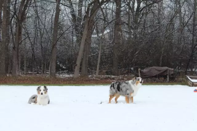 与她行在雪花中 图片
