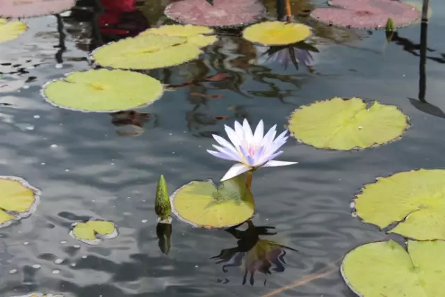 为我兄弟——自然的美善做见证——读牟敦笔记之一 图片