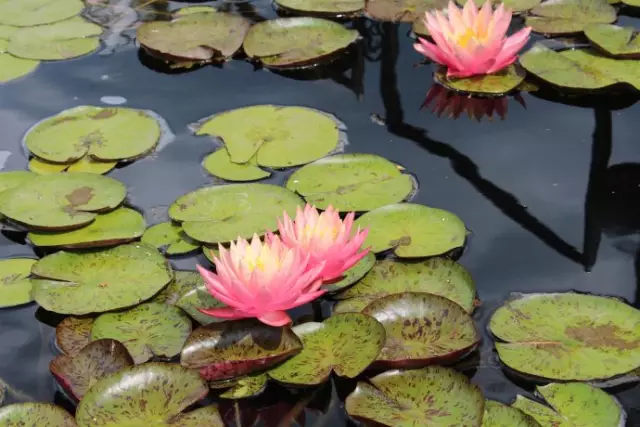 为我兄弟——自然的美善做见证——读牟敦笔记之一 图片