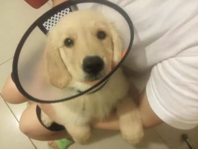 犬瘟的预防与治疗 养狗人士请收藏 蚁匠宠物剪 微信公众号文章阅读 Wemp