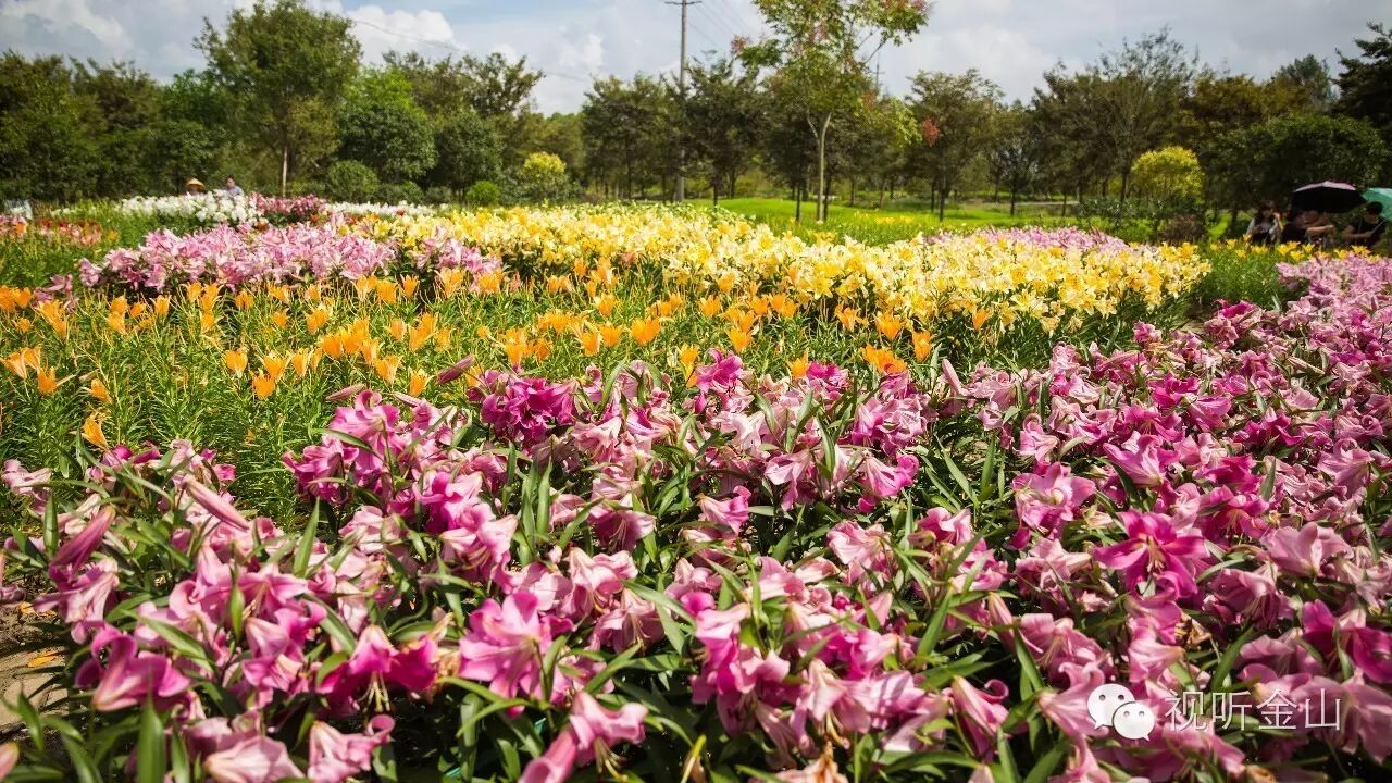 【杭州电线电缆联盟】『震撼航拍』"花开海上"生态园建设冲刺,600亩"