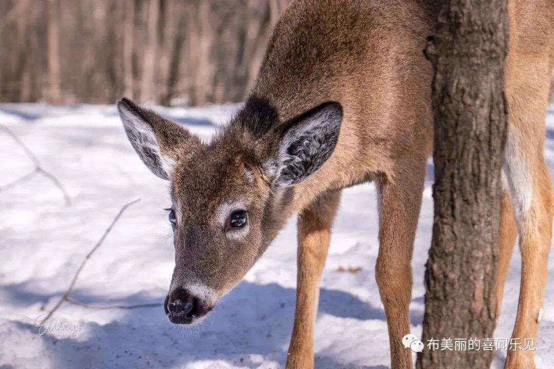 蒙特利尔周边玩乐 动物环绕的南岸michel Chartrand公园 鹿 花栗鼠 松鼠和各类鸟儿的乐园 带你看加拿大 微信公众号文章阅读 Wemp