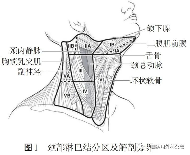 ptc针是什么针指南与共识｜甲状腺癌诊疗指南（2022年版）_https://www.jmylbn.com_新闻资讯_第10张