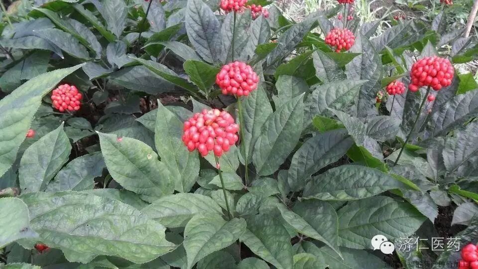 一个全新的平台--中小微中药种植饮片业联盟 可以为