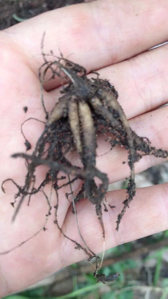 深度好文计划#在夏季30℃以上时,花毛茛的叶子会全部枯萎,此时并非