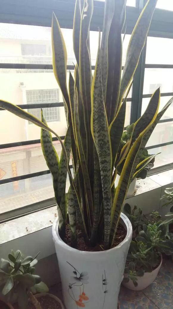 四季常青财运旺是什么生肖_四季旺财的生肖_四季常青财运旺开过什么数字