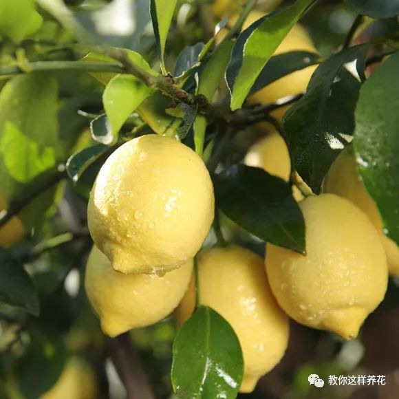 盆栽柠檬树 这个技巧要会 枝繁叶茂开花多 果子又大又漂亮 教你这样养花 微信公众号文章