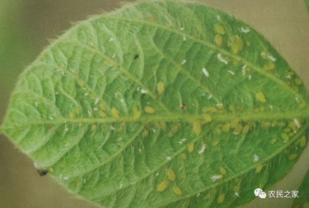 植保 最全大豆蚜虫防治方法 豆农收藏 农民之家 微信公众号文章阅读 Wemp
