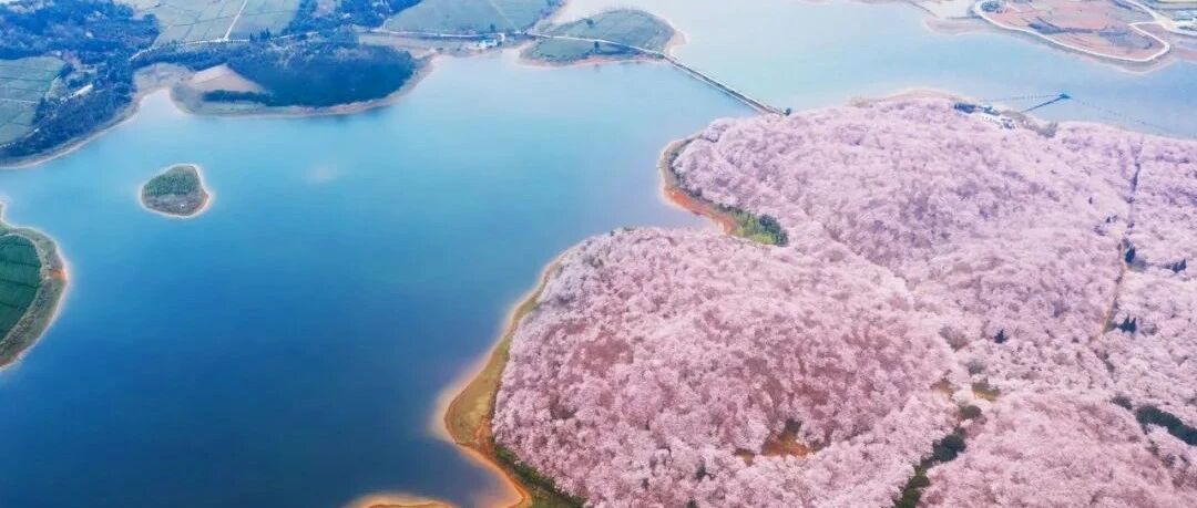 美过日本，不输武汉，全球最大的樱花基地竟在中国，还免费！此生必去......