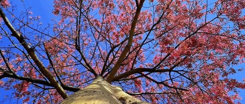 全国唯一以花命名的城市！比三亚便宜，比成都安逸，冬日小住几日简直太爽了！