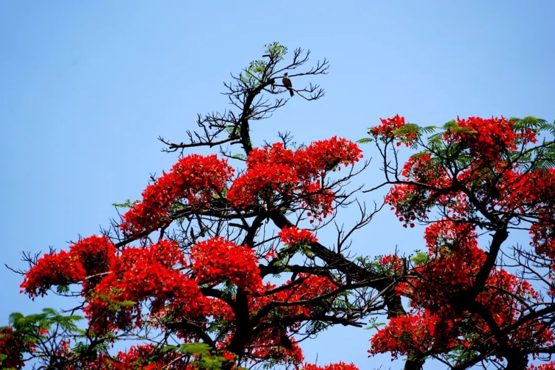 游云南 正当时丨玉溪新平戛洒:凤凰花开红似火,赏花打卡正当时!