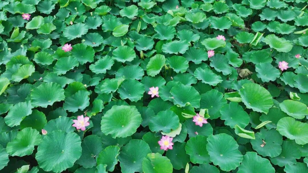 个旧这一池荷花惊艳了整个夏天