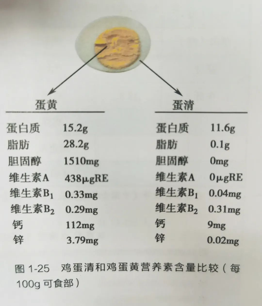 一个鸡蛋的自述