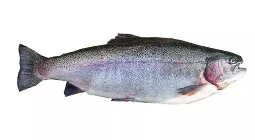 果断收藏 中国海洋海钓常见鱼类 上 长风大浪任纵横 微信公众号文章阅读 Wemp