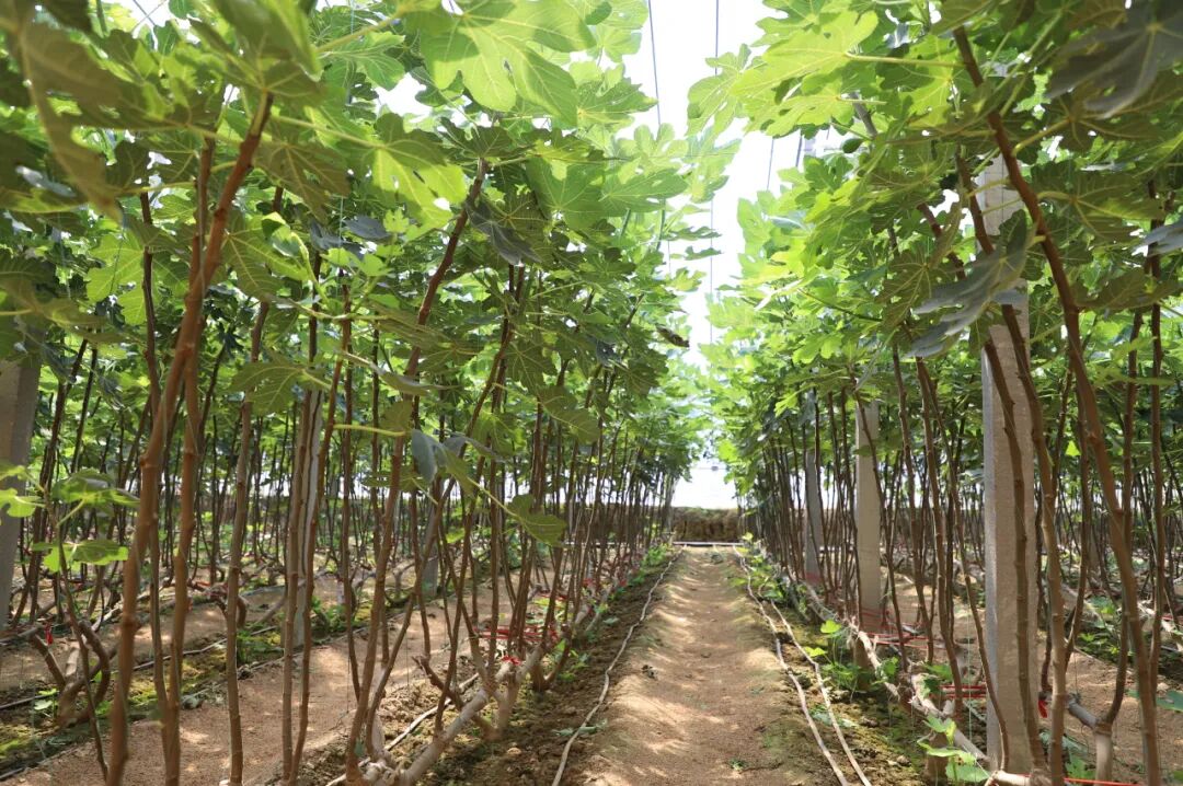 借助扶贫项目资金扶持,在镇域南部高标准规划建设500亩品仙园示范园区