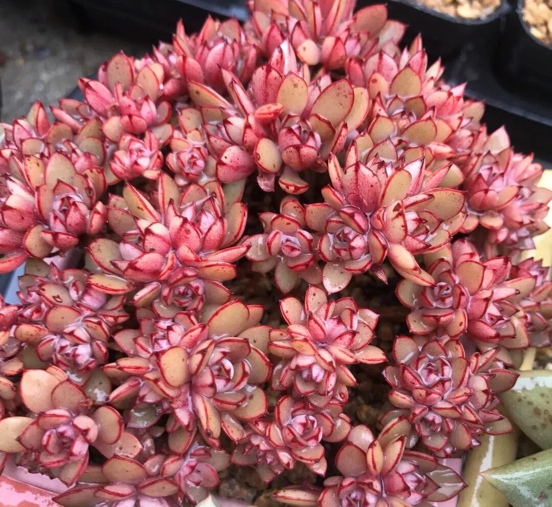 多肉植物的花语心愿 全网搜