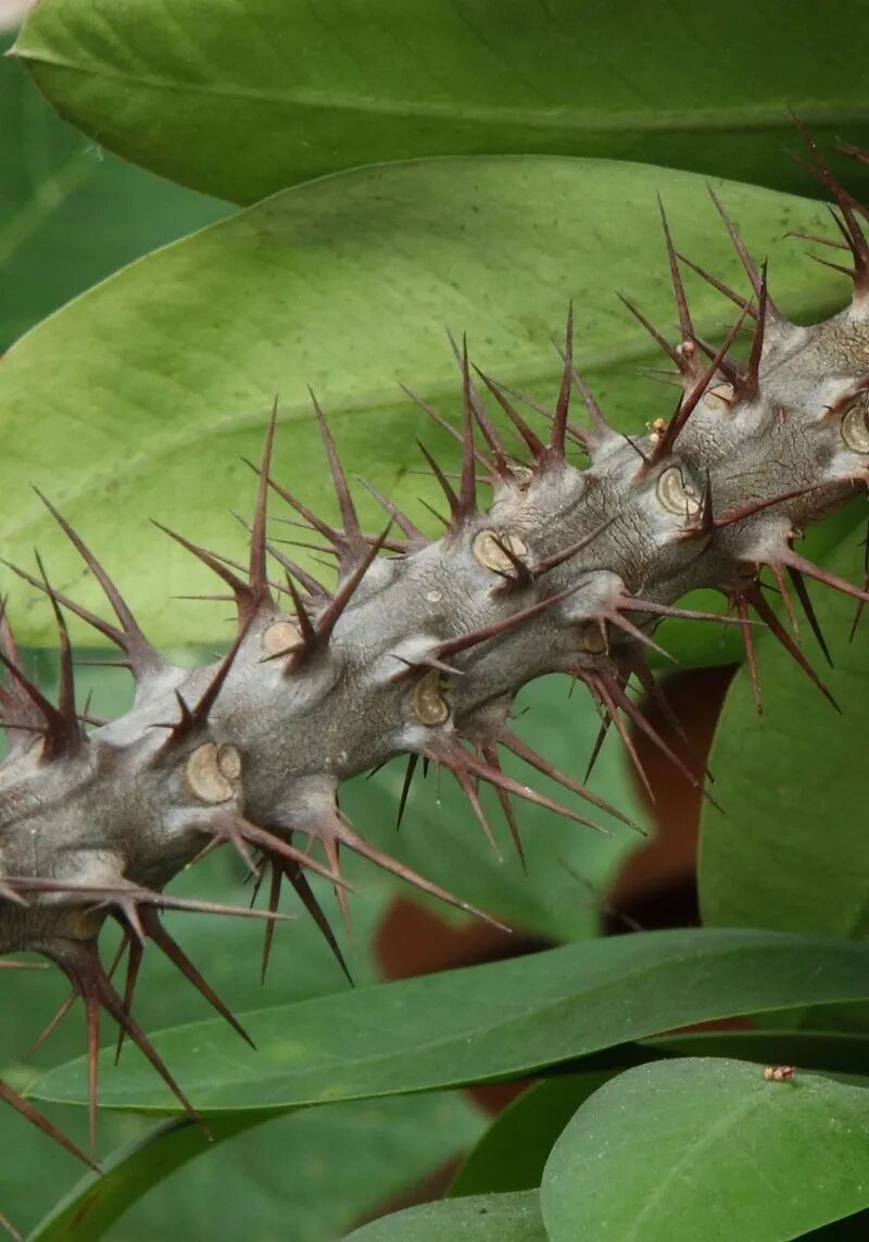 你认识的麒麟花和不知道的无刺麒麟花 绿盟植物