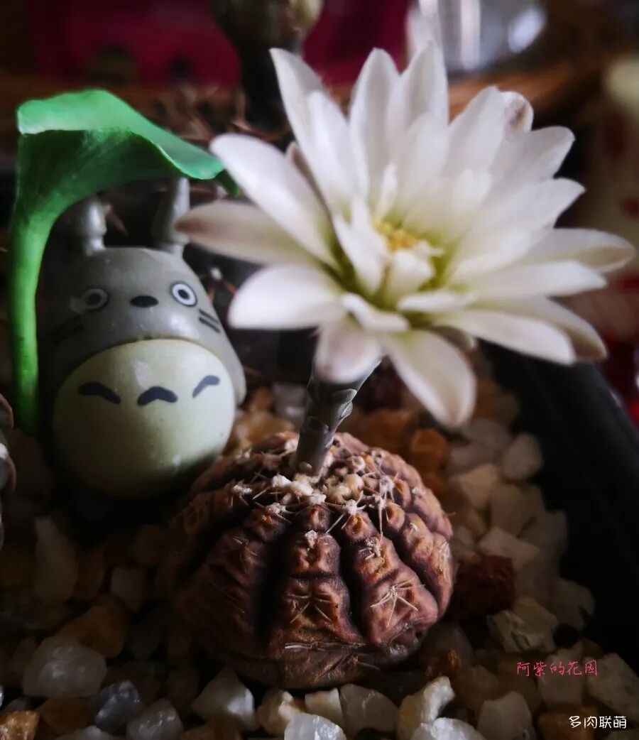 端午节 吃粽子 云赏肉 多肉联萌 微信公众号文章阅读 Wemp