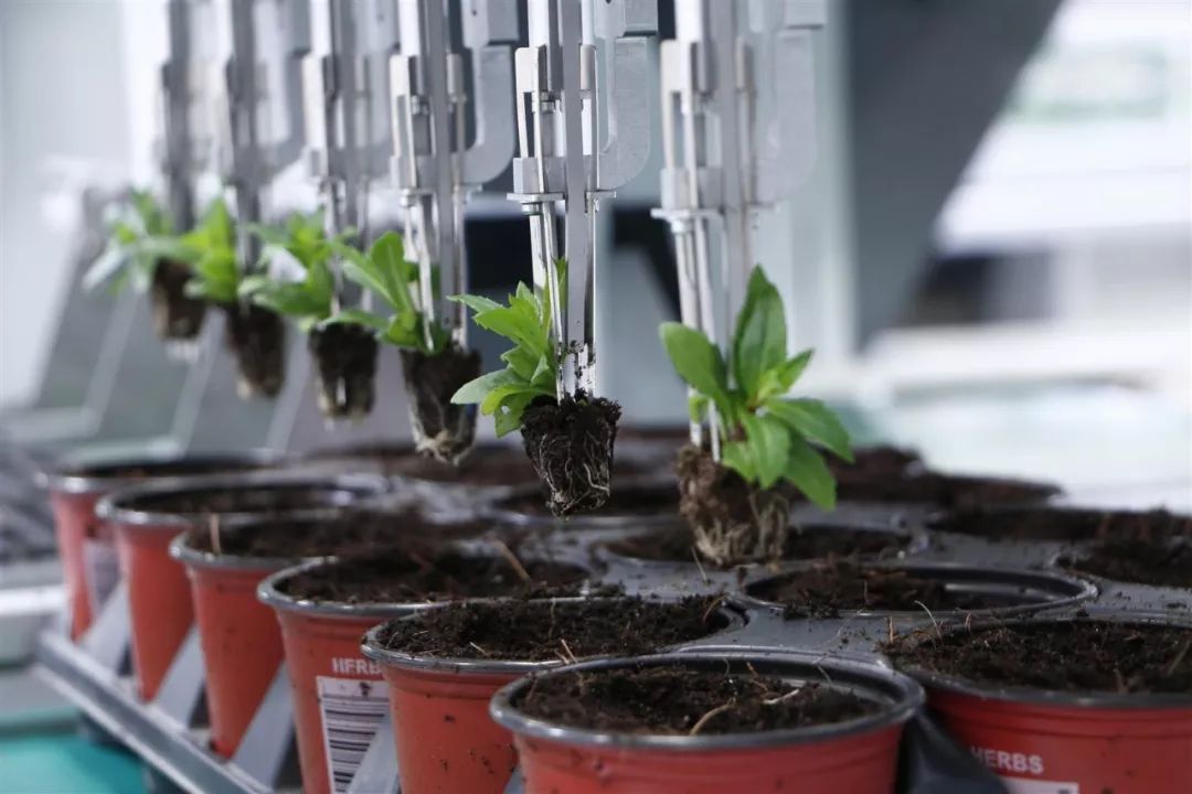 美国科学院公布:未来农业发展的五大方向 美国科学院公布:未来农业发展的五大方向