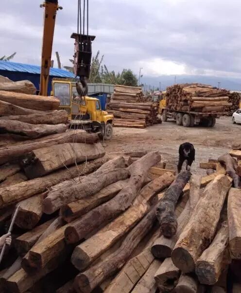 “木中王者”：缅甸花梨（大果紫檀），凭什么“受宠”？