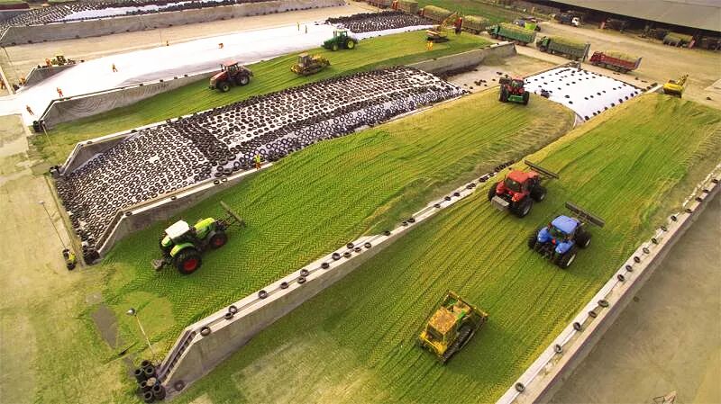 金秋青贮成熟季牧业牛人采收忙