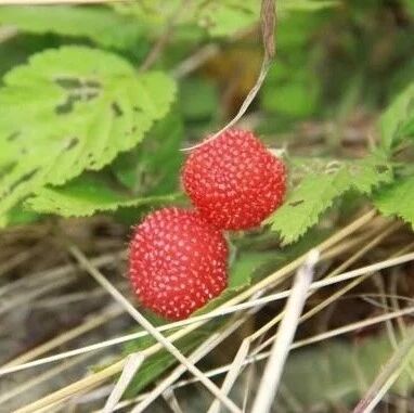 农村才有的6种美食，全吃过的是地道的农村人，你吃过几样？