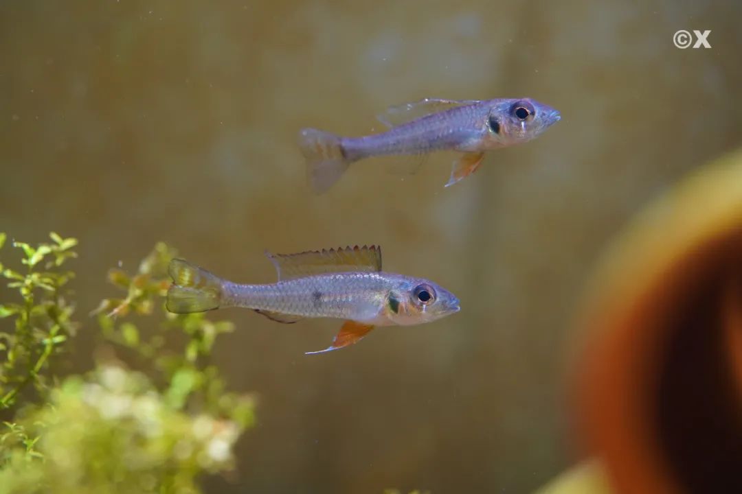 龙纹短鲷为什么叫短鲷之王_彩鳍短鲷_黄鳍 蓝鳍金枪鱼 区别