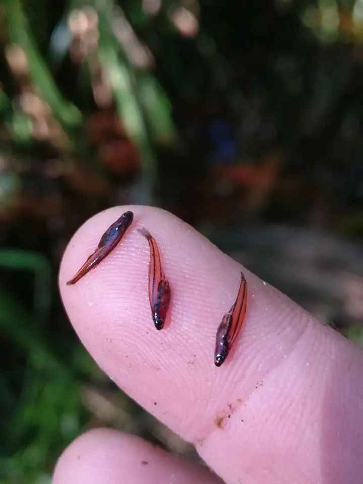 养鱼知识