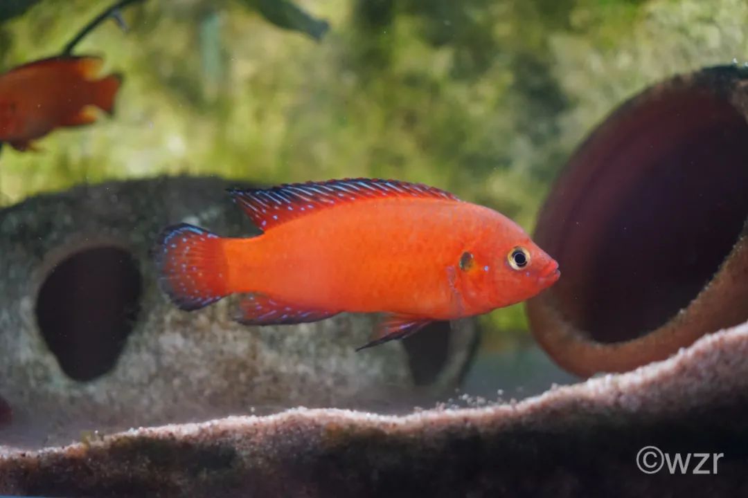 水族知识