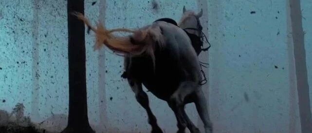 金刚川白马，失败的艺术加工！真实志愿军军马，吃苦耐劳功勋卓著