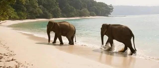 真沙雕！印度新型登陆舰搁浅，竟找大象来拖