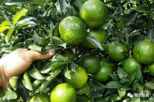 果皮不起眼却也很值钱 他凭借种植业 成功拥有4层小洋楼 智农互联 微信公众号文章阅读 Wemp