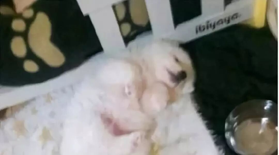 突如其来的骚，闪了老子的腰！哈哈哈哈哈哈哈哈哈哈哈哈哈哈哈哈（视频/组图） - 67