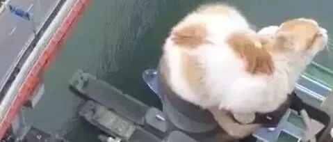 一个网红时代的惨案