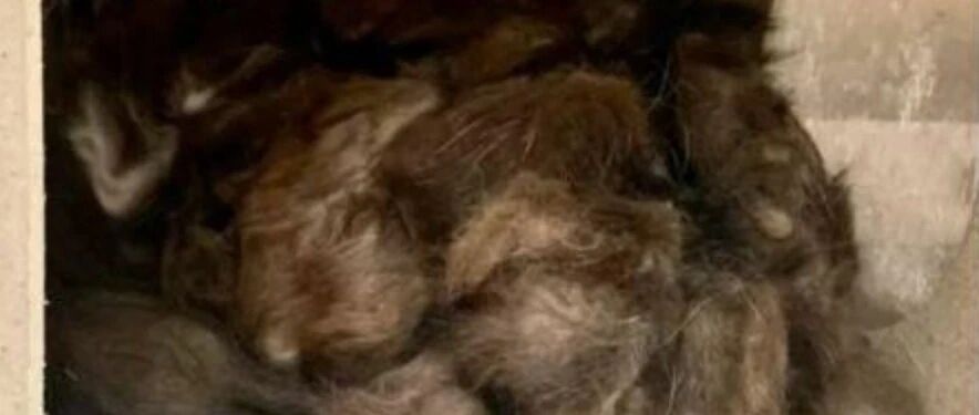 “割声带、截肢、电击……当爱变成我的噩梦”