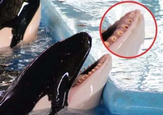 ���ڶ���˹������Ű������Щ�ꡭ��