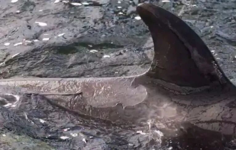 ���ڶ���˹������Ű������Щ�ꡭ��