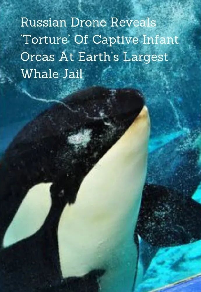 ���ڶ���˹������Ű������Щ�ꡭ��