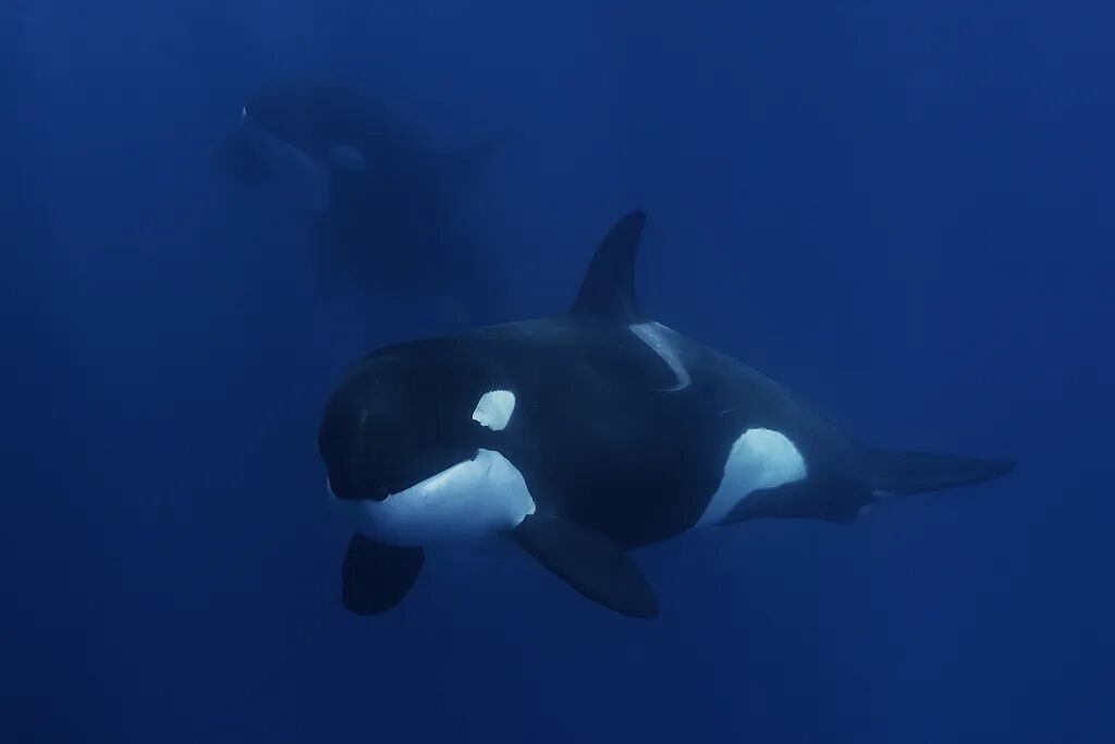 ���ڶ���˹������Ű������Щ�ꡭ��