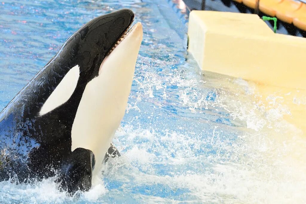 ���ڶ���˹������Ű������Щ�ꡭ��