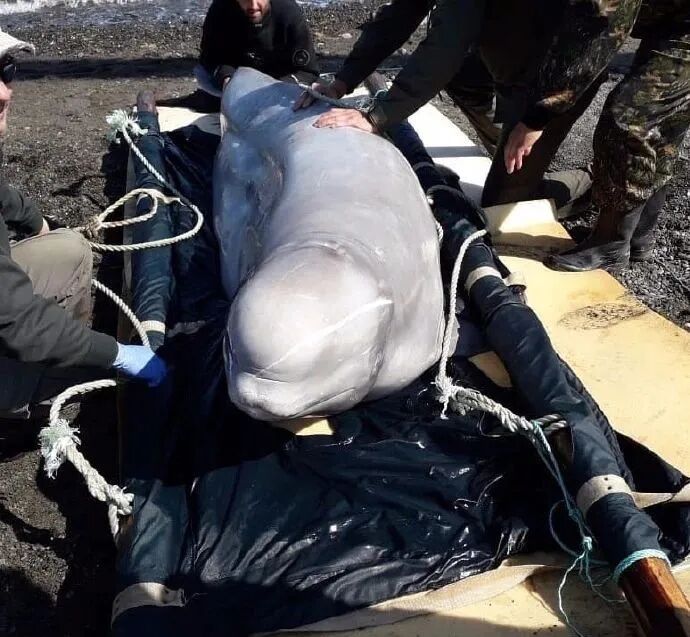 ���ڶ���˹������Ű������Щ�ꡭ��