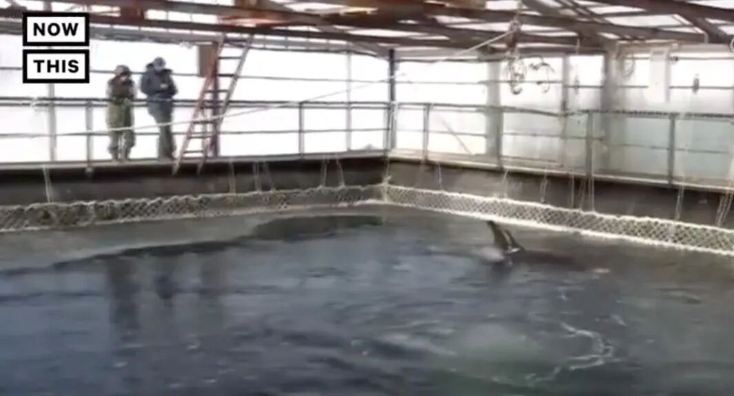 ���ڶ���˹������Ű������Щ�ꡭ��