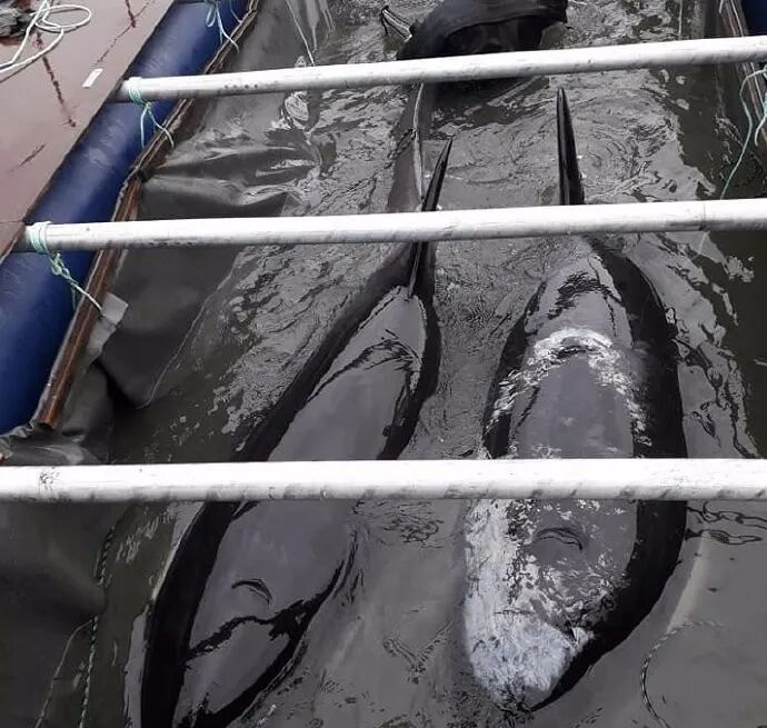 ���ڶ���˹������Ű������Щ�ꡭ��