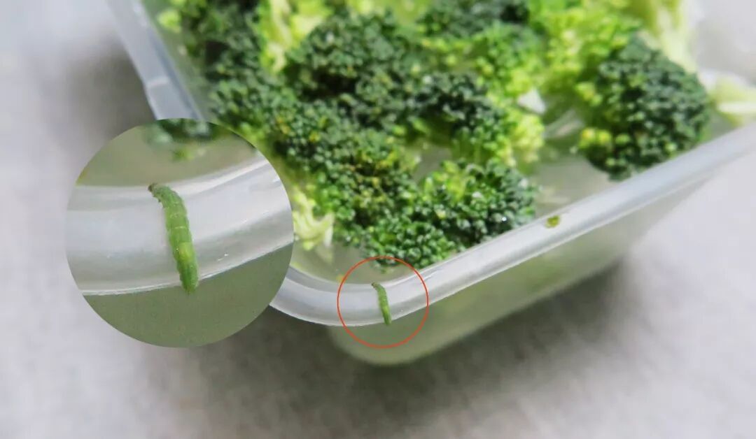 西兰花竟成了荤菜?