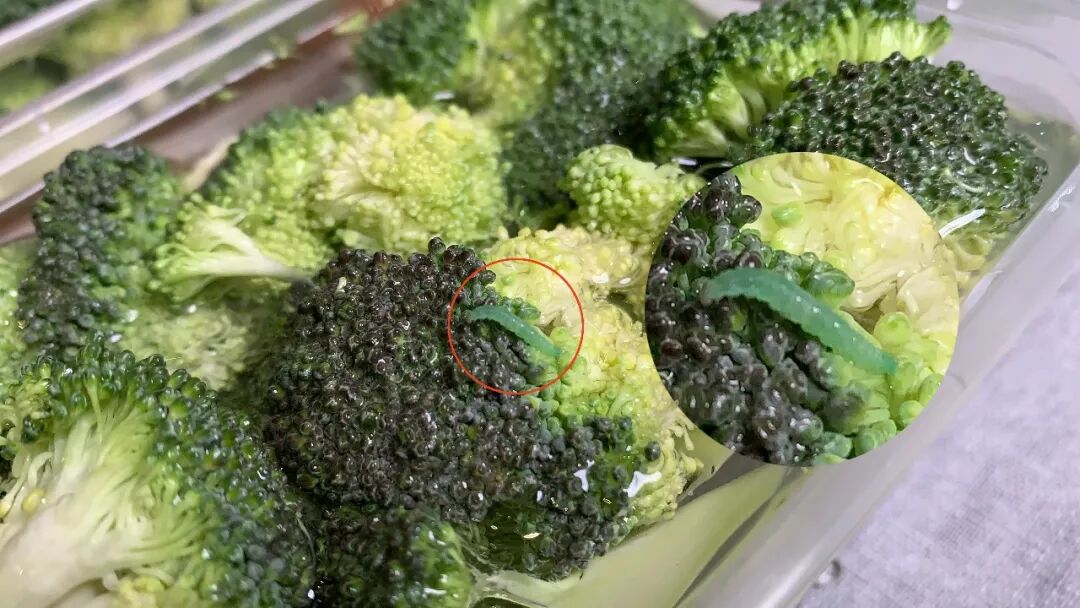 不时翻动看看有没有虫子一半泡小苏打盐水▲每颗西兰花一半泡盐水放入