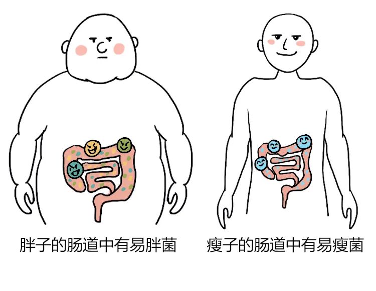 研究发现,胖子和瘦子的肠道菌群组成是不同的,墨尔本消化疾病中心就曾