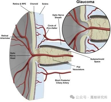 什么是回弹式眼压眼压与青光眼的关系：迄今为止最全面的眼压文献_https://www.jmylbn.com_新闻资讯_第4张