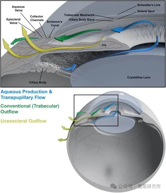 什么是回弹式眼压眼压与青光眼的关系：迄今为止最全面的眼压文献_https://www.jmylbn.com_新闻资讯_第5张