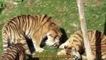 在野外遇到老虎时，为什么不能蹲下来或装死？看完终于明白了